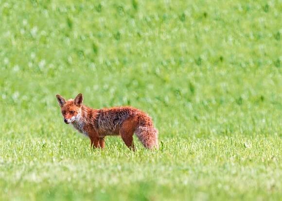 Rotfuchs, Foto: TeeFarm auf Pixabay