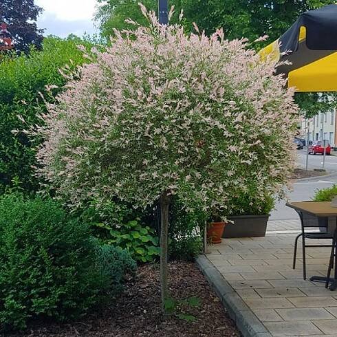 Japonská vrba Hakuro-Nishiki na kmínku 120cm