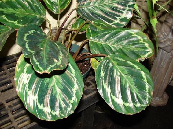 maceta de Calathea medallion