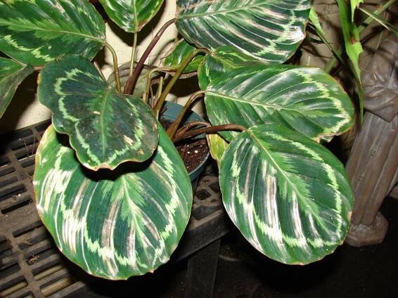 maceta de calathea medallion