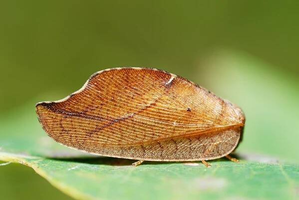 Soubor:Drepanepteryx phalaenoides2.jpg – Wikipedie