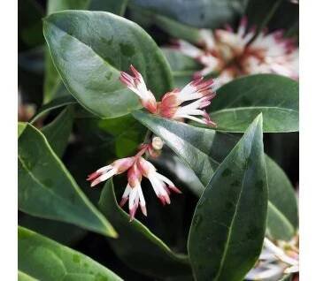 masoplodka ´Winter Gem´ lat. Sarcococca hookeriana var. humilis