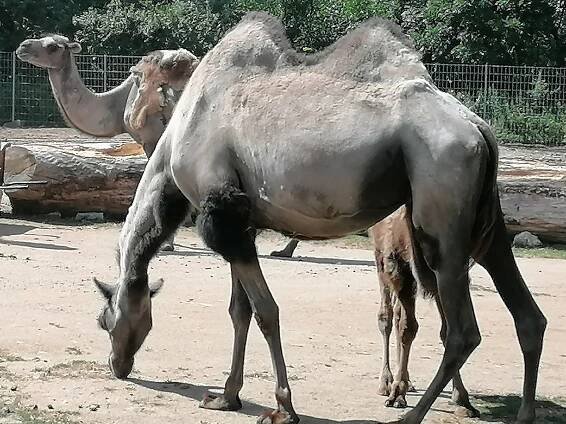 Nová trasa Zooparkem Vyškov: pohled na velbloudy i krmení buvolů, podívejte se