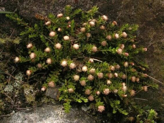 Baccharis alpina