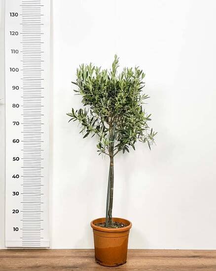 Olivovník (Olea europaea) (XL) 3