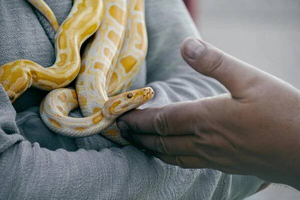 bezplatná Základová fotografie zdarma na téma albín python, barmský python, bezpečné držení Základová fotografie