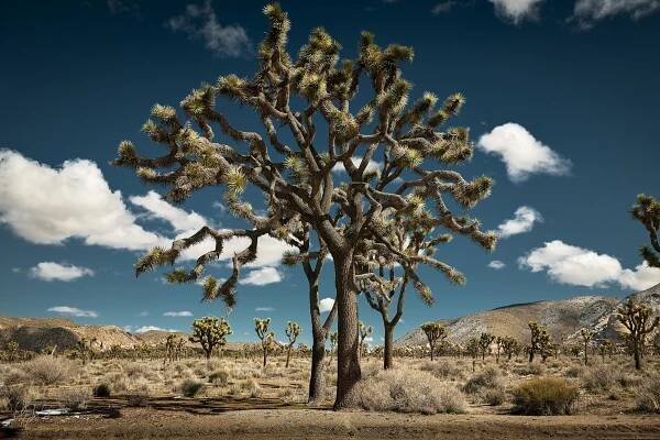 RyanGobuty_JoshuaTree_15.jpg