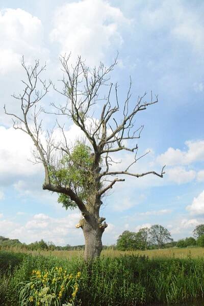 Soubor:Fraxinus excelsior in Nationaal Park Drensche Aa.jpg – Wikipedie
