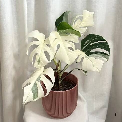 Monstera deliciosa ‘Albo-Variegata’ halfmoon a celé bílé listy