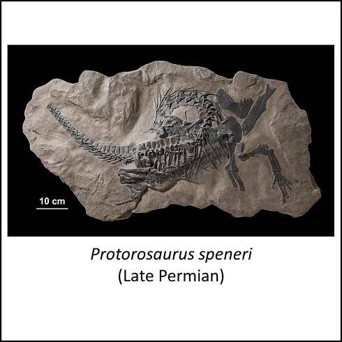 Archosauria stem group