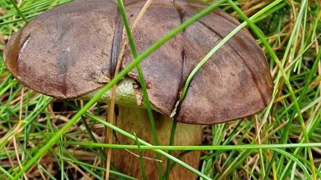 Houbaři vyrážejí do lesů. Mapa ukazuje, kde rostou houby, aplikace je rozpozná