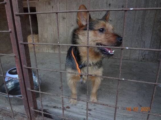 Psi k adopci z útulků, azylů a neziskových organizací