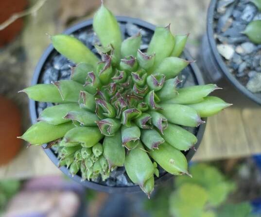 Skalnička - Netřesk Sempervivum tectorum 'Oditty'