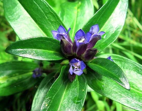 Hořec křížatý (Gentiana cruciata)