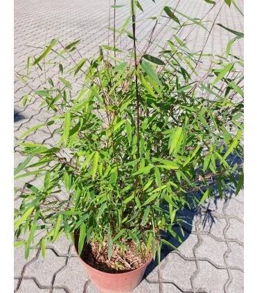 Fargesia Jiuzhaigou 4 'Black Chery', mrazuvzdorný bambus, výška sazenice 60-80 cm, kontejner
