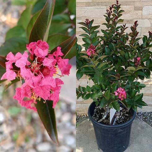 NOVÁ Lagerstroemia CORAL MAGIC 70 cm 10 l bez indických růžových květů KVETOUCÍ