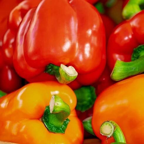 Paprika Baby Bell červená – Capsicum annuum – semená papriky