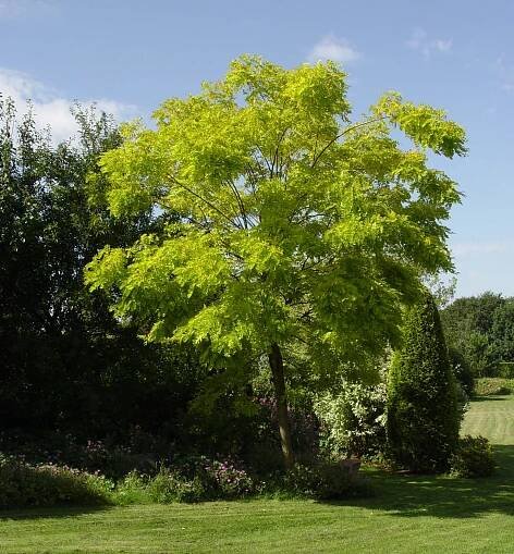Acacia