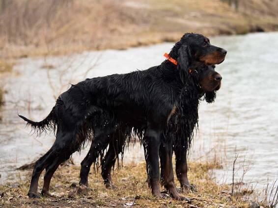 sweven gordon setters