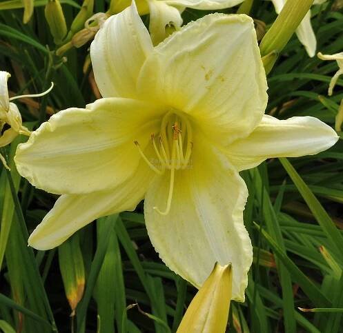 Hemerocallis EveryDaylily™ Cream® - denivka Zahradnictví Krulichovi - zahradnictví, květinářství, trvalky, skalničky, bylinky