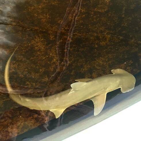 bonnethead shark