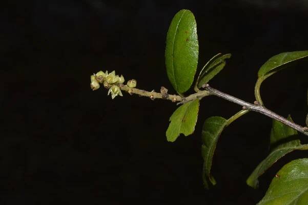 Sageretia thea – eFlora of India