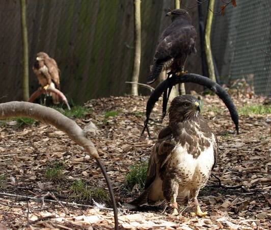 Záchranná stanice v zoo nepřijímá zraněné dravce
