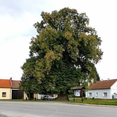 Soubor:Stara Lysa lipa 1.JPG