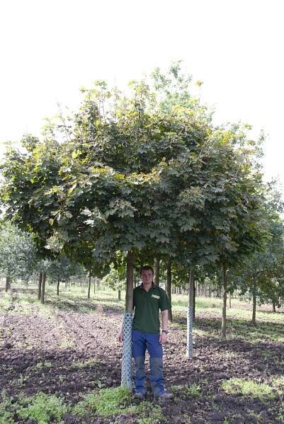 Acer platanoides 'Globosum' - Javor | Starkl - zahradní­k spol. s r.o. STROMY
