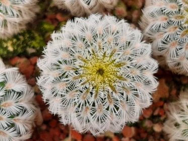 Echinocereus rigidissimus L 088 - bílý květ | 