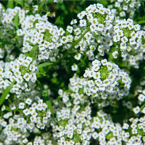 Tařicovka Snow Crystal - Lobularia maritima - osivo tařicovky - 200 ks od 44 Kč - Heureka.cz