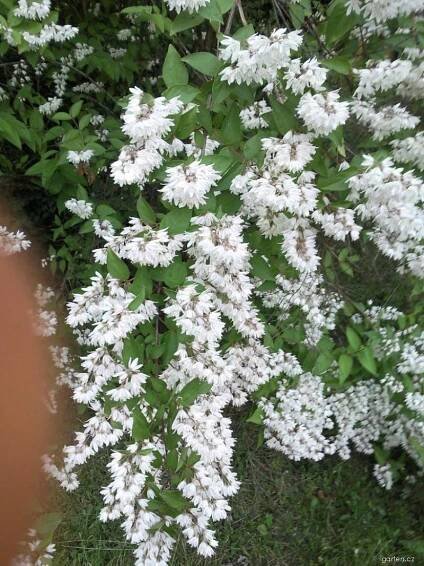 Trojpuk drsný (Deutzia scabra)