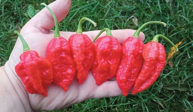 Big Red Mama