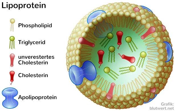 Cholesterin: lebenswichtig! Wann und warum gefährlich?