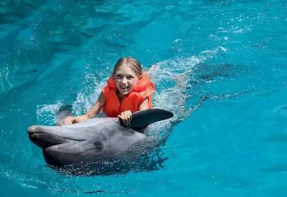 slide-swim-with-dolphin-m