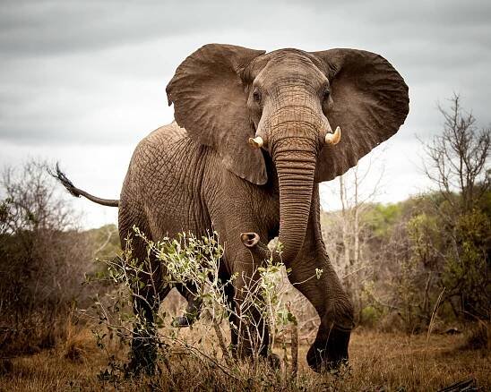 William Walsh - South Africa - Kruger Elephant Chase