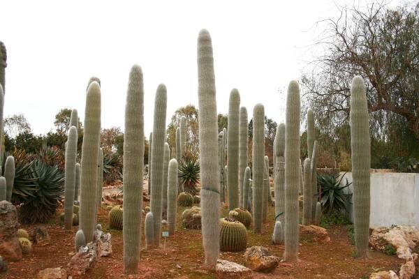 Soubor:Ses Salines - Botanicactus - Cephalocereus senilis 02 ies.jpg – Wikipedie