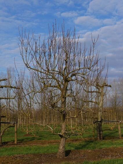 Pyrus communis 'Clapp's Favourite'