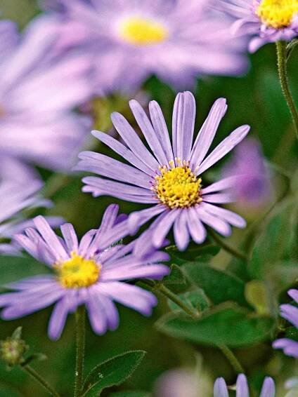aster Symphyotrichum x frikartii 'Monch'