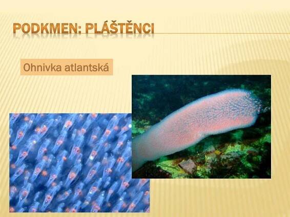 PPT - Strunatci PowerPoint Presentation, free download - ID:5842130