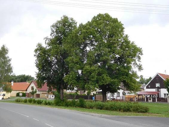 Bdeněves – Wikipedie