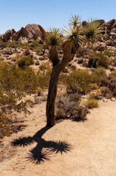 Jesús Manuel Mena Garza Photography & Video (JMM Garza) - Joshua Tree Plus Students