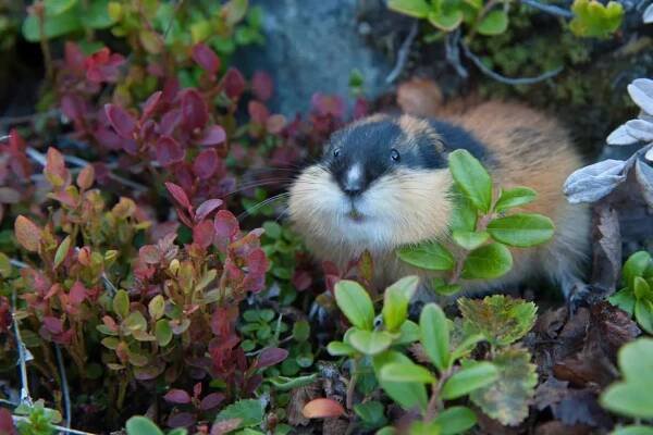 Norway Lemming