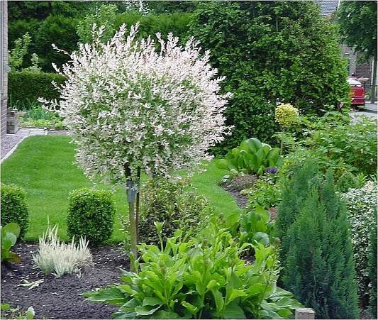 Vrba japonská- salix integra 'Hakuro Nishiki' | Zahrady ART Jaroměř