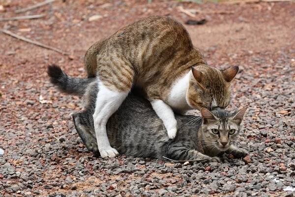 Image 23When cats mate, the tomcat (male) bites the scruff of the female's neck as she assumes a position conducive to mating known as lordosis behavior. (from Cat)