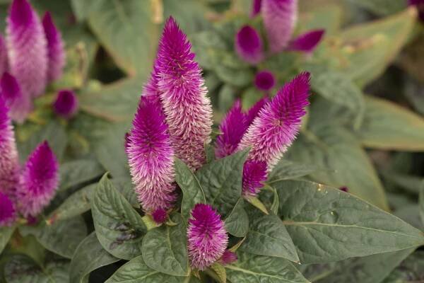 Late Summer Blooms - Briggs Garden & Home