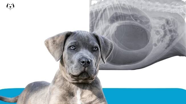 Cane Corso