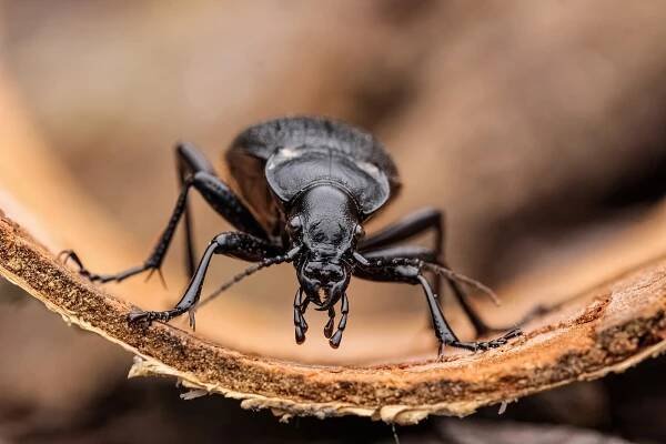 Střevlík kožitý (Carabus coriace