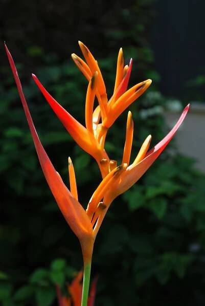 Hilo (Big Island) Wildflowers Gallery - Pompo Properties
