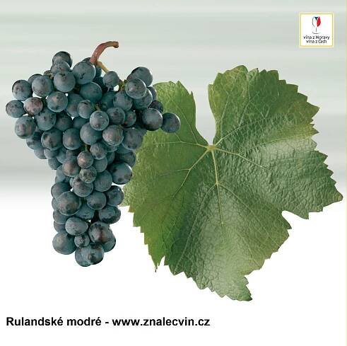 Rulandské modré | Znalec vín